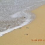 When the Caretta Caretta Meet the Sea – 2005.